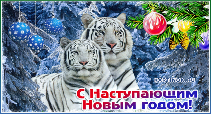 Картинка Поздравляю с наступающим годом тигра