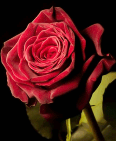 Открытка Красная роза фото
