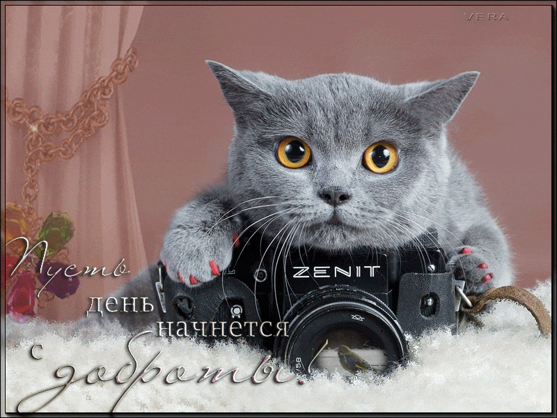 Открытка Кот с фотоаппаратом