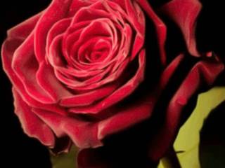 Красная роза фото